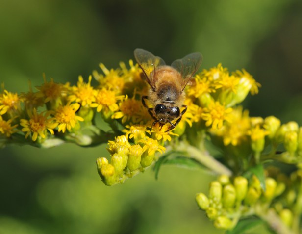 A good day for this honey bee since no wasps are not around yet