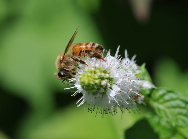Pure white, spiky flowers attract so many types of bees and wasps