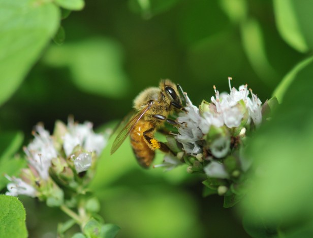 What can be more perfect for Italian bees than Oregano?