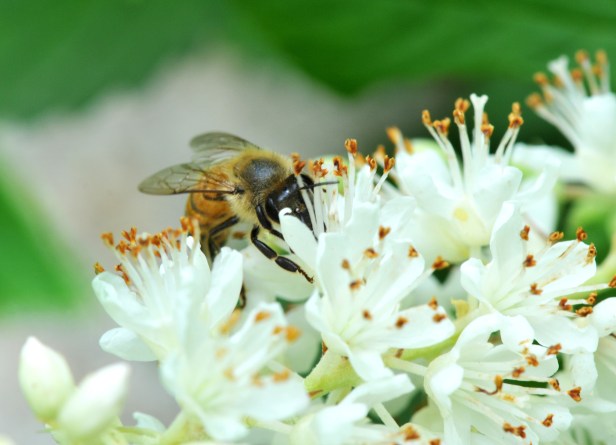 Summersweet ranks right up there with the Butterfly bush