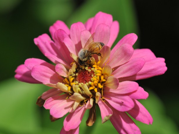 She goes from flower to flower