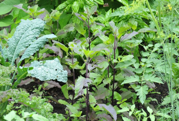 Holy basil are doing fine amongst the Kale, Dill and Genoese basil.