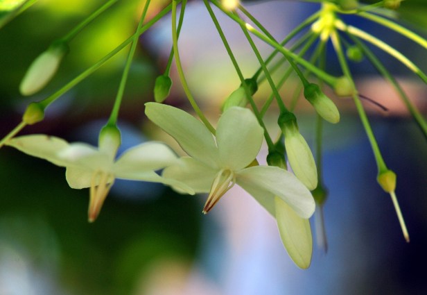 The small fragrant flowers close up