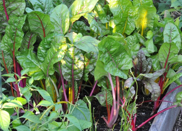 The Swiss Chard is doing fine this summer