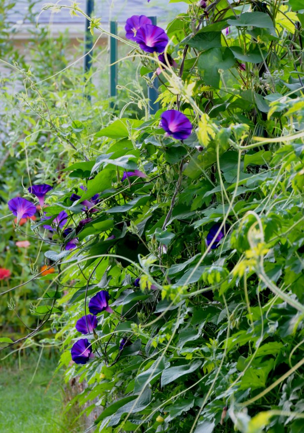 I have no idea how this Morning glory got here but I let it grow since the flowers are so beautiful. The Bitter melon doesn't seem to mind sharing space on the fence either.