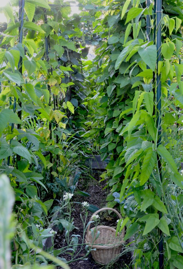 Winged beans in the foreground are just starting to flower. The Italian and Asian long beans in the background have been producing a lot of beans this season.