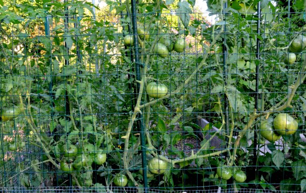 Sad looking tomatoes.  I had to cut most of their leaves off when black spots started to grow after  raining continuously for a few days.