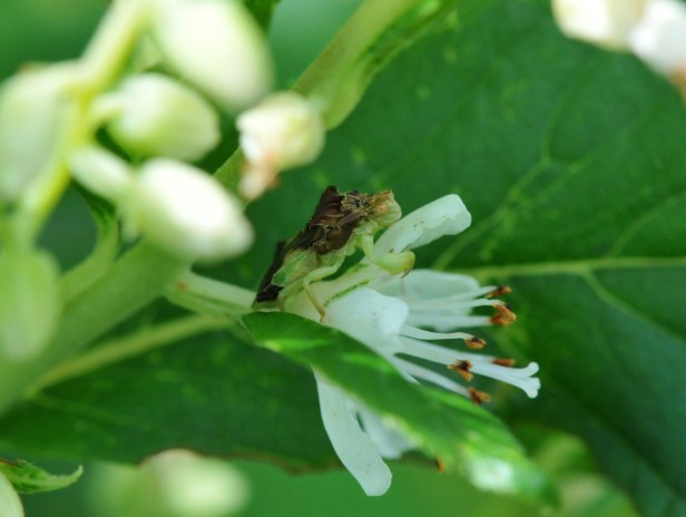 Ambush bug waiting patiently to ambush other bugs 