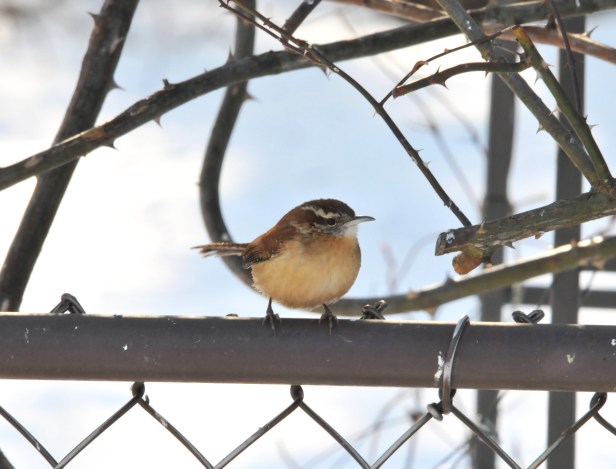 A Carolina Wren in the garden last winter