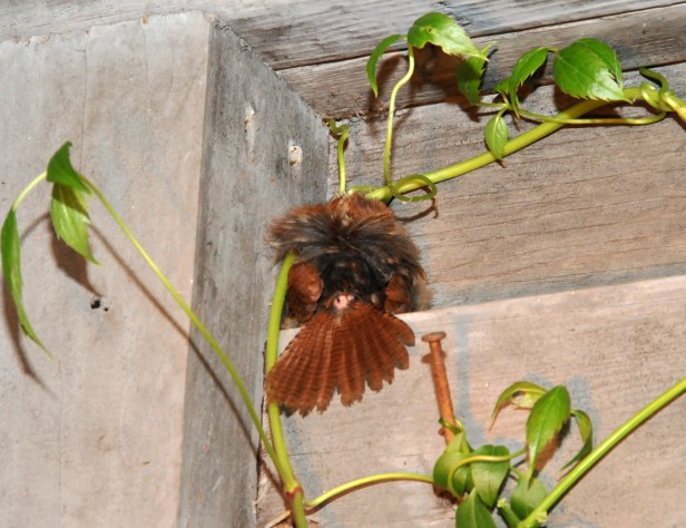 This is what it's been doing night after night, at the samr exact spot