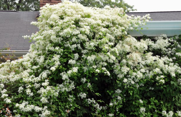 Covering part of the patio roof on the pool deck side