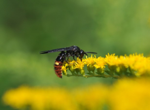 Digger Wasp