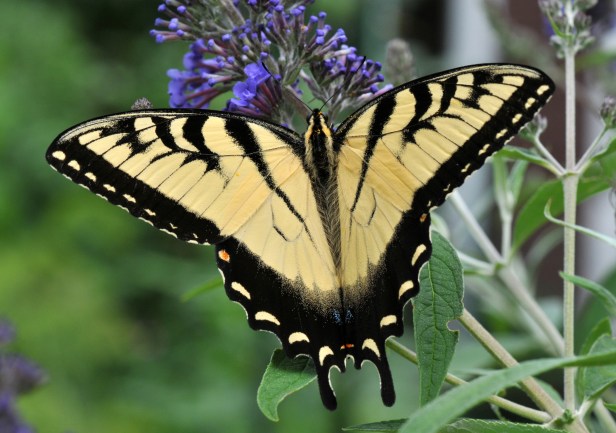 Eastern Tiger Swallowtail on Buddleja