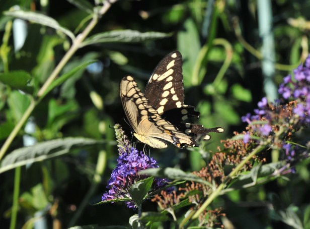 Giant Swallowtail