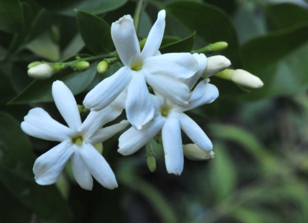'Azores' jasmine