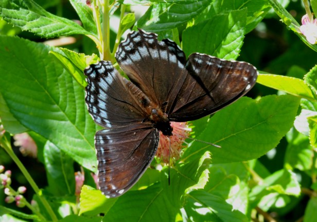 Red -spotted purple on Summersweet