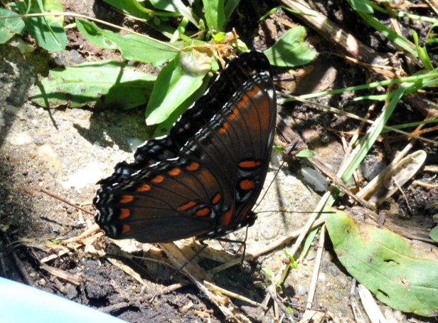 Red-spotted purple is taking up mineral from yhe damp the ground.