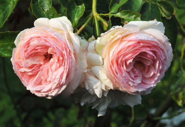 Eden is still pushing out  new flower buds