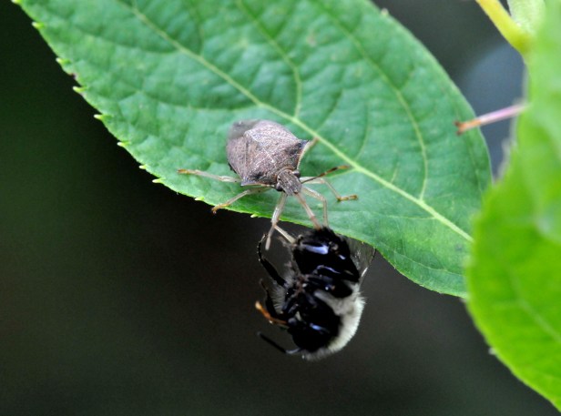 Spined Soldier bug nabbed a bumblebee, a good guy, but they nab the bad too