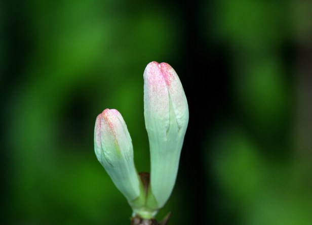 The unopened buds have a pink tint at the tips