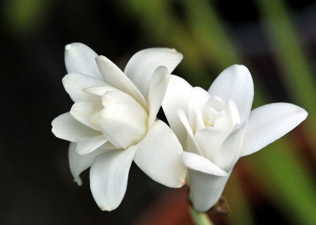 Fully opened.  Pure white with strong sweet fragrant