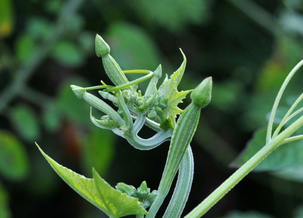 Angled gourd shoots and flower buds can be eaten