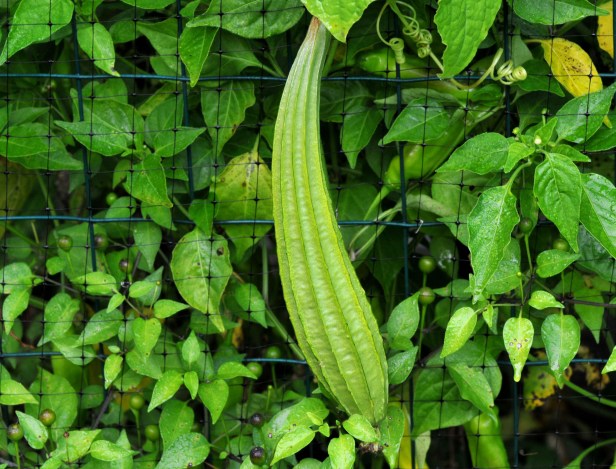 Mature Angled gourd, with angles all around, hence the name
