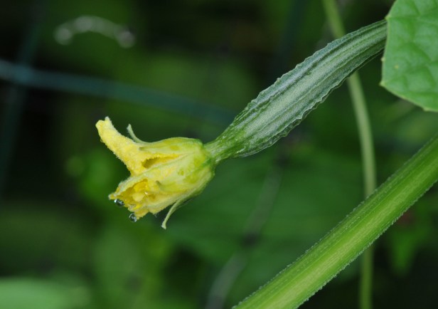 Female flower of the Angled gourd with a small gourd attached at the base