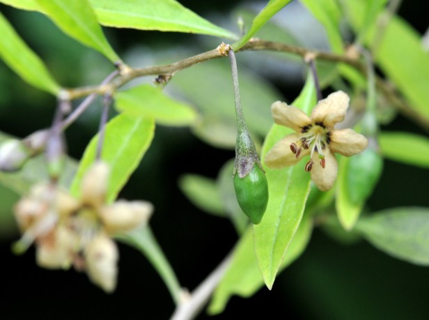 The flowers turned beige before dropping