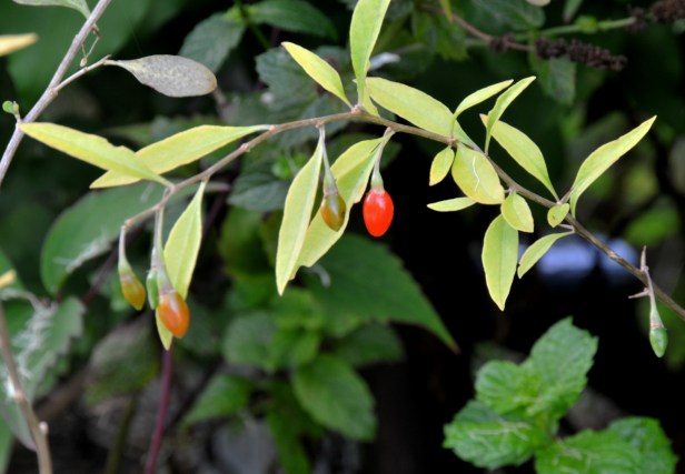 Various stages of the berries