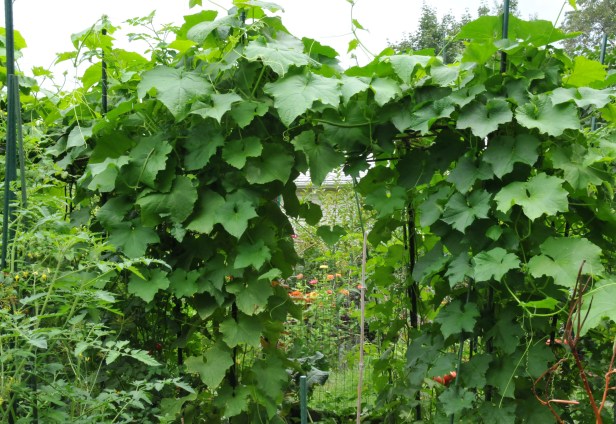Angled gourd and Sponge luffa entwine on the same trellis
