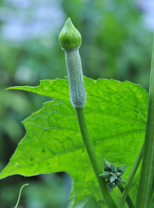 Luffa flower bud can be eaten at this stage as well