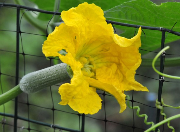 Finally it blossomed