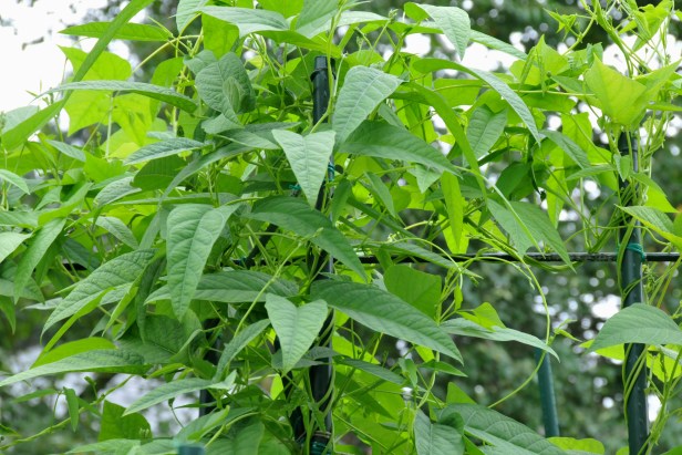 Spear shaped leaves, thinner and longer than other types of beans