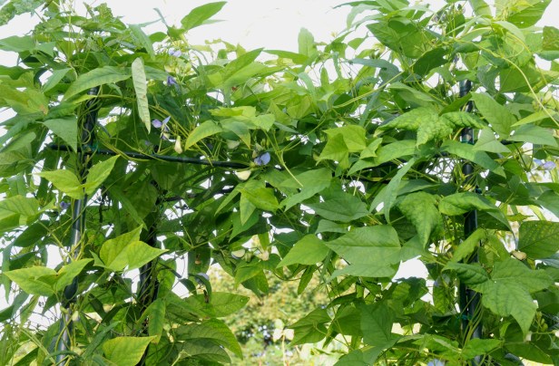 Plenty of flowers and leaves atop the trellis