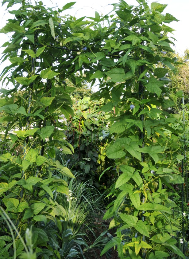 Winged beans in the foreground, Asian long beans in the background, with Lemongrass tucked in the middle