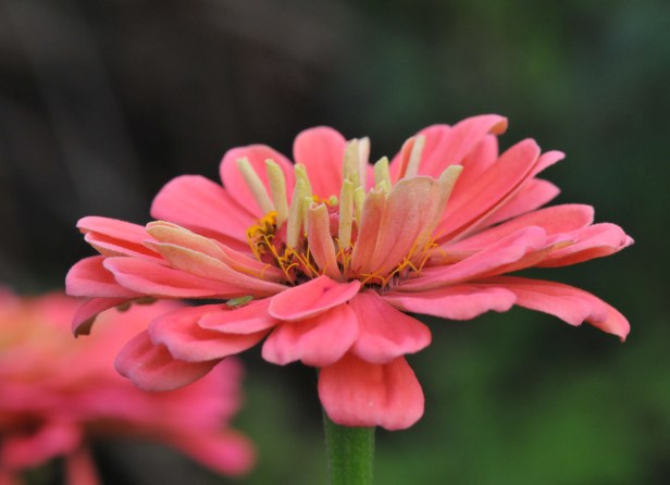 Zinnia