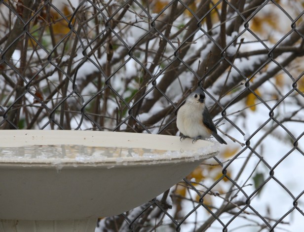 A Tufted Titmouse enjoying probably the only bird hot spa in the neighborhood (electrically heated)