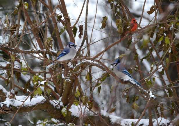 Blue Jays and Northern Cardinals