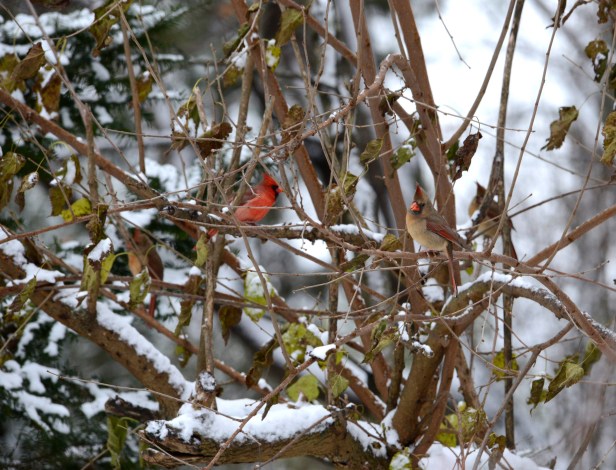  Four Northern Cardinals wait their turn for the feeder