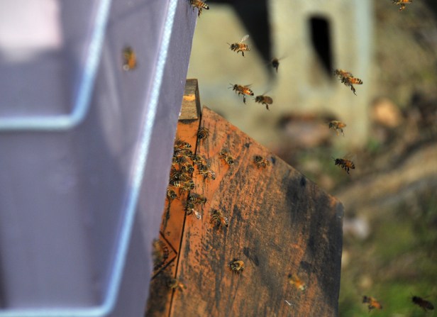 Bees from the second hive came out to do cleaning today since the weather is a little bit warmer.