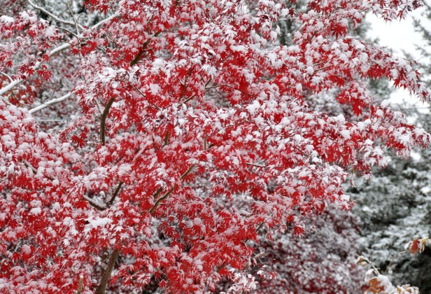 Snow on Japanese maple