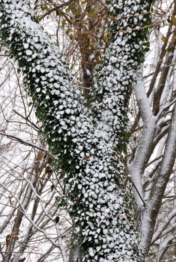 Ivy on a wild cherry tree looks becoming frosted with snow