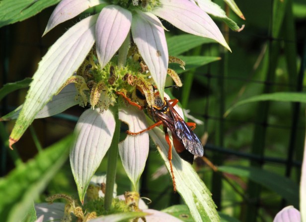 Great Golden Digger Wasp