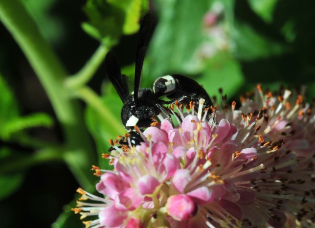 Mason Wasp