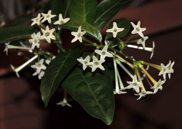 Night Blooming jasmines continue to bloom