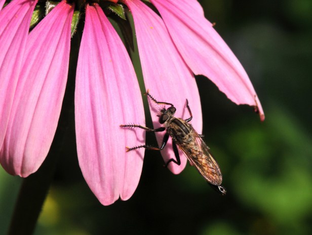 Robber Fly