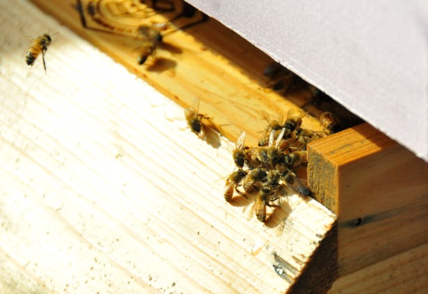 The first hive was robbed today. While the guards beat up the intruders at the right corner, the other bees continued their chores.