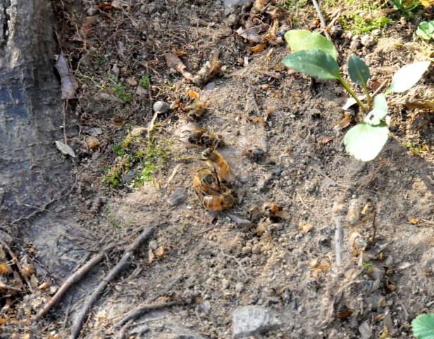 Some fights continued on the ground. It usually ends with the robber flying away or becoming a casualty. This fight was two on one.