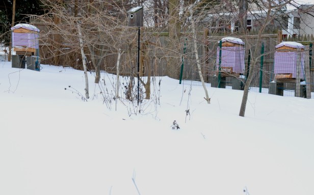 Beehives in snow